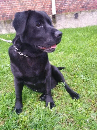 Podziękowanie za wirtualną adopcję Malinki