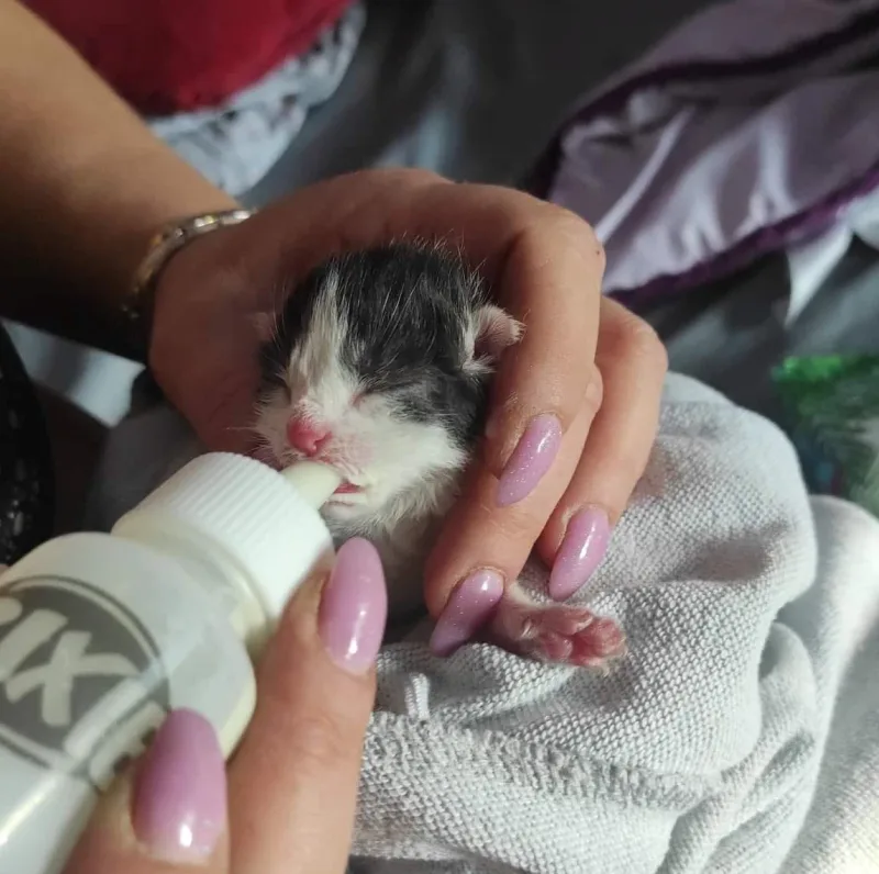 Szczęśliwy finał adopcji ślepego miotu