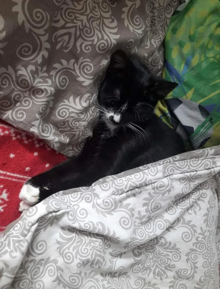 Podziękowanie za pomoc w uratowaniu kota z Bytomia