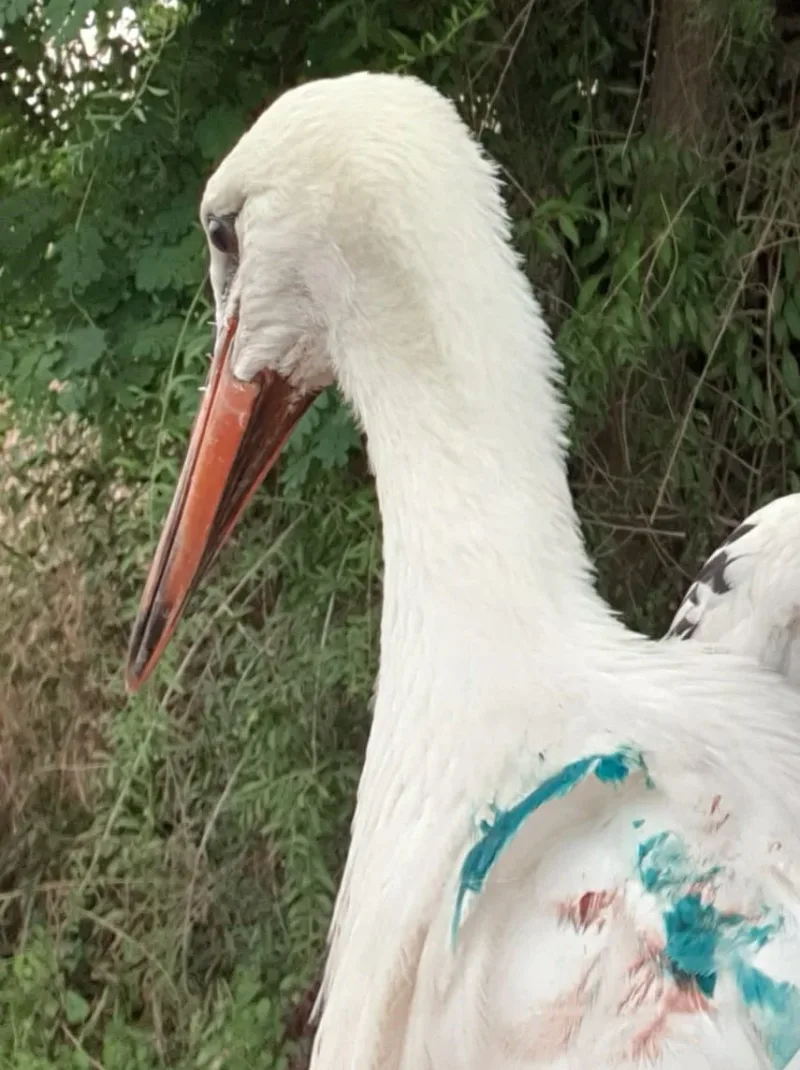 Pomoc dla rannego bociana