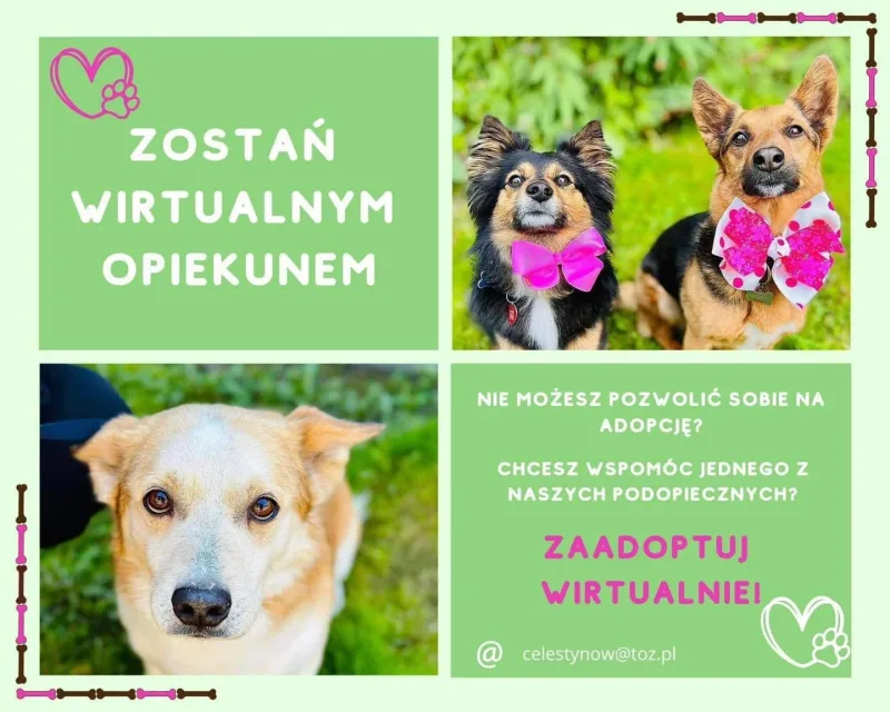Wirtualna adopcja zwierząt z Celestynowa