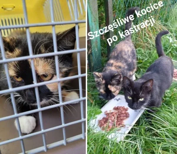 Sterylizacja kotów na sądeckich działkach