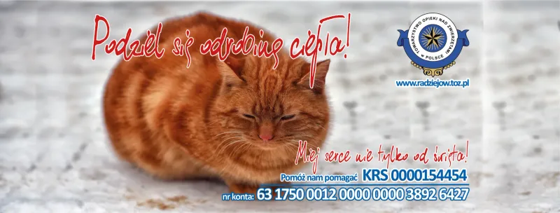 Prawna ochrona kotów w Polsce