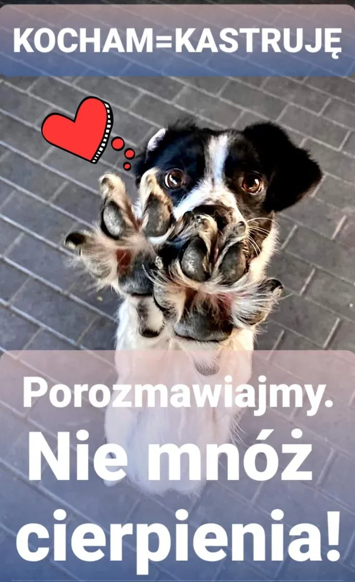 Projekt Kocham = Kastruję w Radziejowie