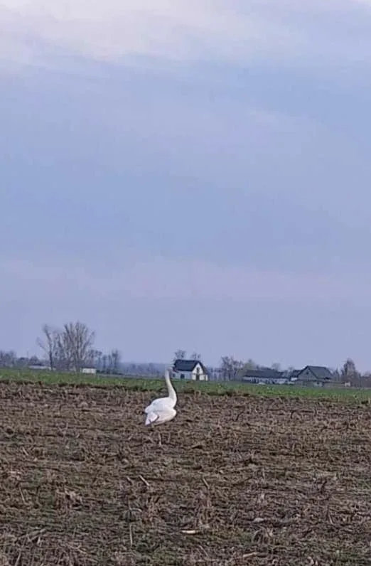 Interwencja w sprawie łabędzia z urazem skrzydła