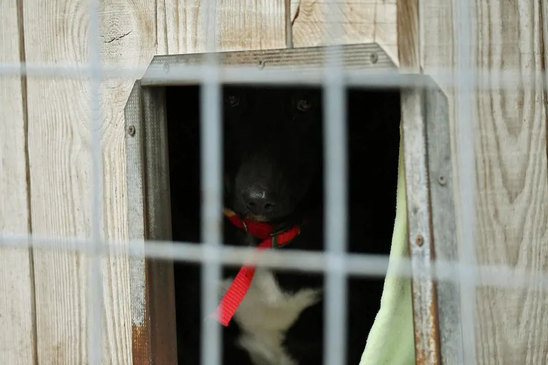 Adoptuj zamiast kupować – apel schroniska w Krotoszynie