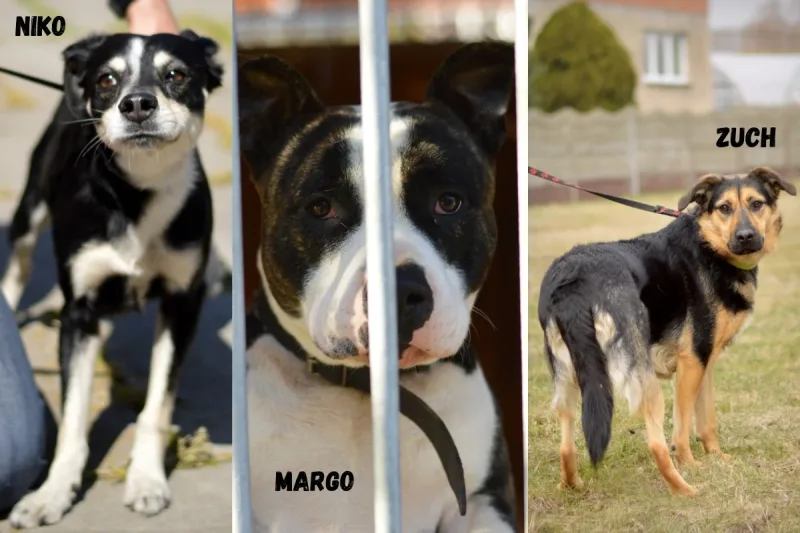 Przemyślane decyzje adopcyjne w schronisku w Chorzowie