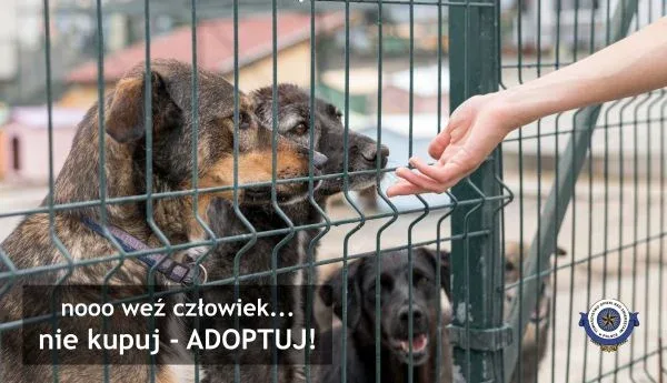 Nie kupuj, adoptuj