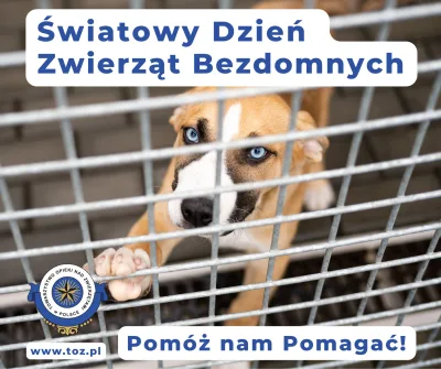 Światowy Dzień Zwierząt Bezdomnych 2024