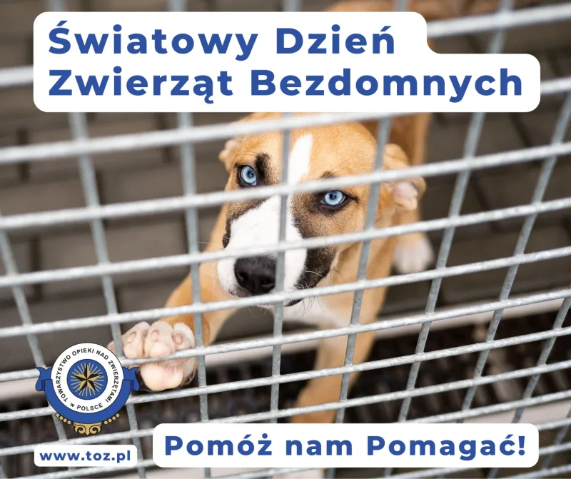 Światowy Dzień Zwierząt Bezdomnych 2024