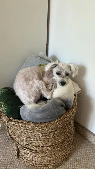 Gizmo znalazł nowy dom