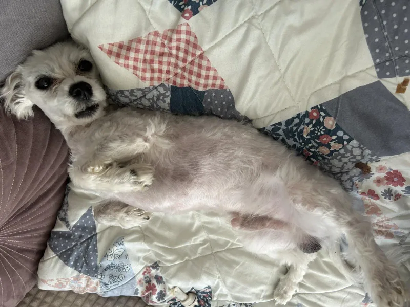 Odwiedziny u Kikusia po adopcji