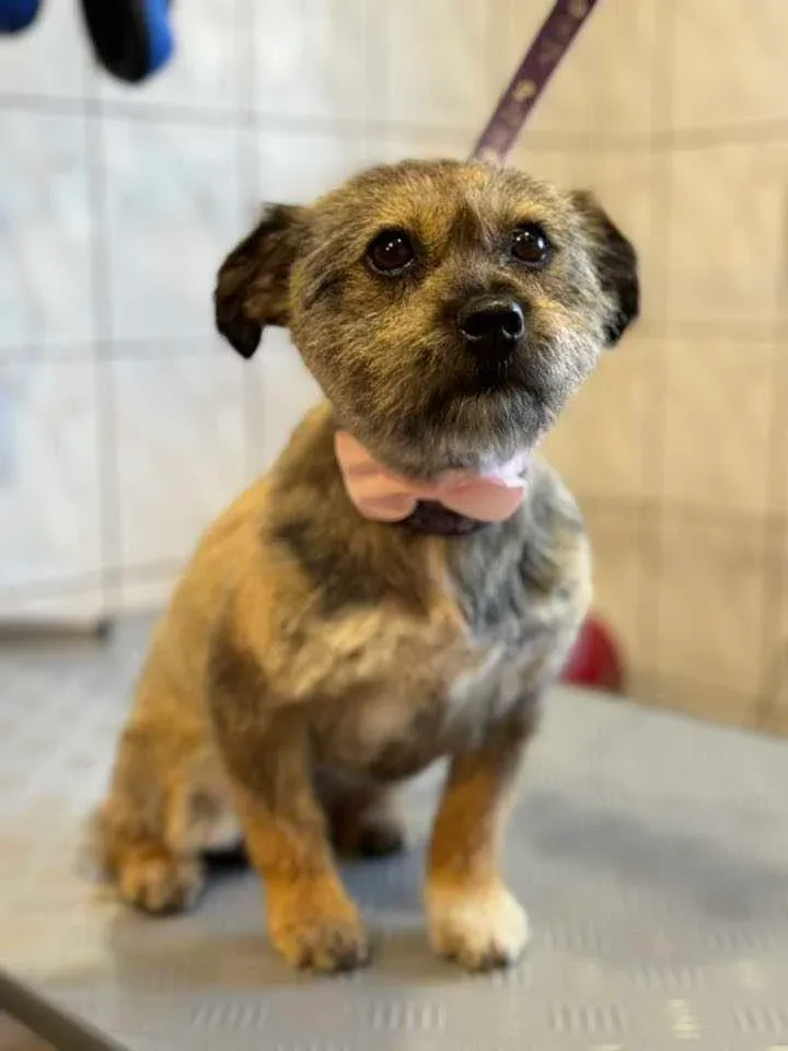 Migotka jako modelka na kursie groomingu
