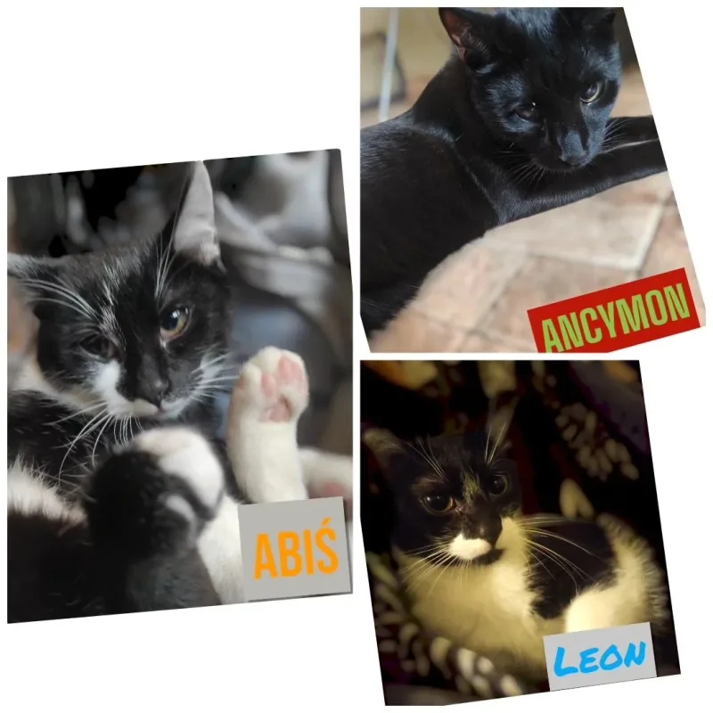 Leon, Ancymon i Abiś znaleźli nowe domy