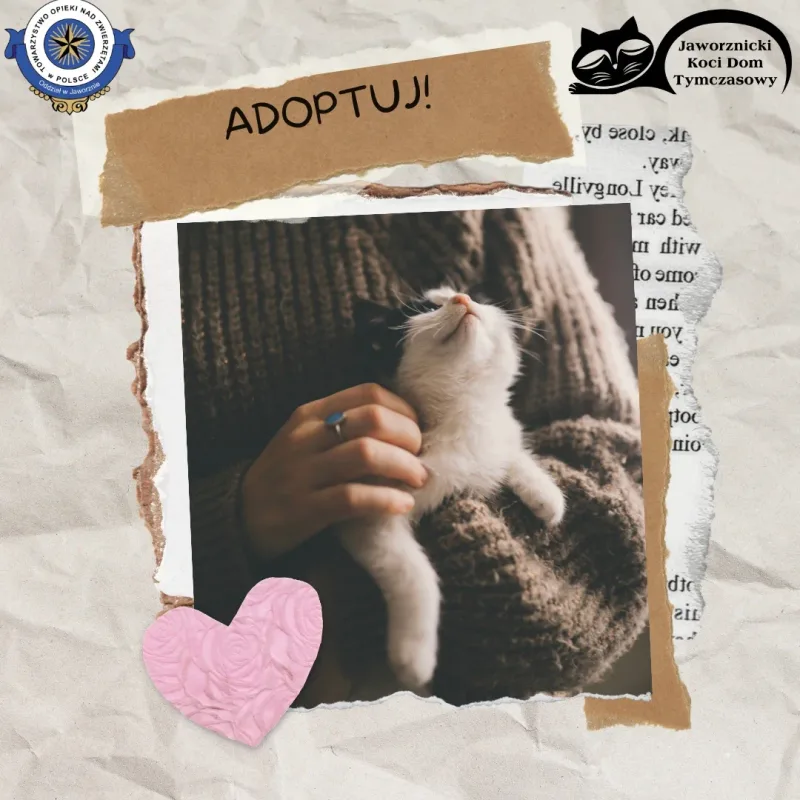 Adopcja kota – jak się przygotować