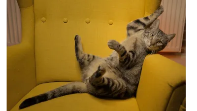 Spot adopcyjny schroniska we Wrocławiu