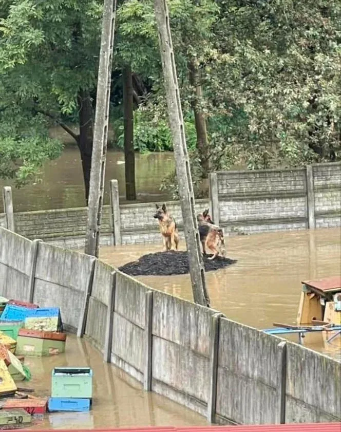 Pomoc dla zwierząt poszkodowanych w powodzi