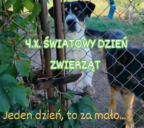 Interwencja w Światowy Dzień Zwierząt