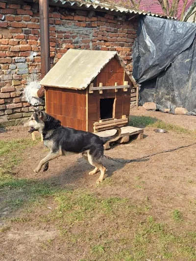 Interwencja TOZ: poprawa warunków życia psa Misiu