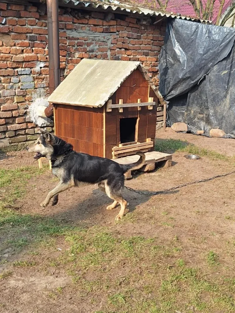 Interwencja TOZ: poprawa warunków życia psa Misiu