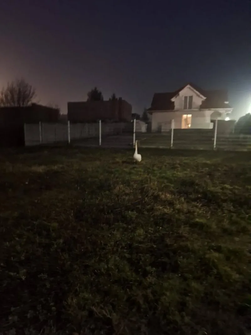 Pomoc dla łabędzia w Brześciu Kujawskim