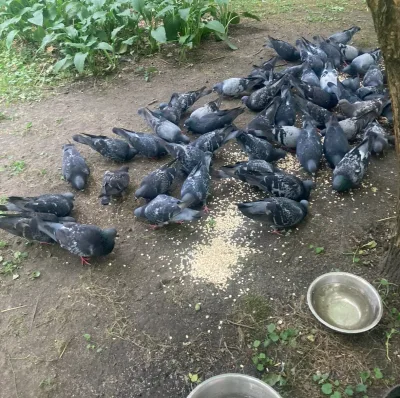 Pamiętajmy o ptakach w okresie letnim