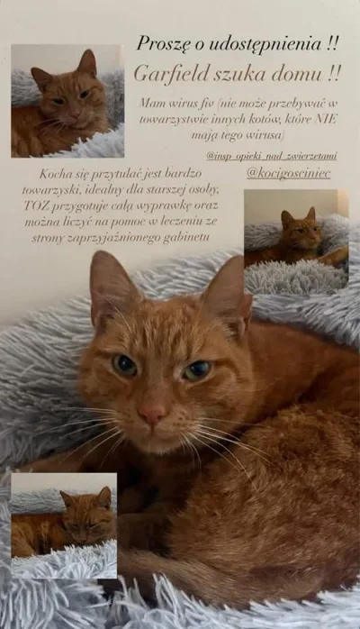 Garfield znalazł dom