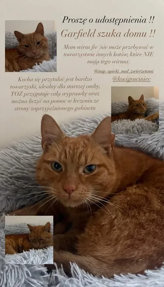 Garfield znalazł dom