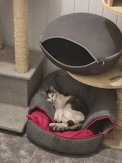 Uratowana kotka z przedszkola w Bytomiu