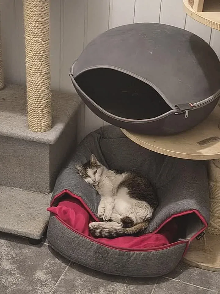 Uratowana kotka z przedszkola w Bytomiu