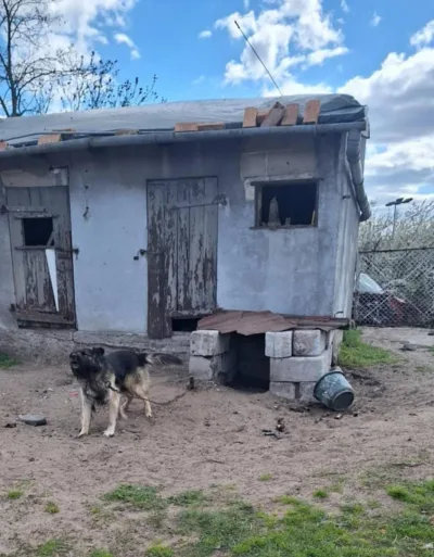 Interwencja w sprawie warunków życia dwóch psów