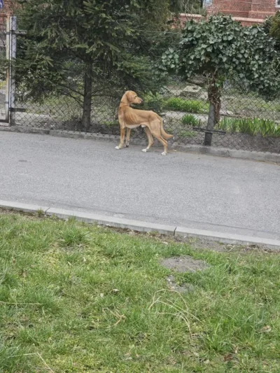 Interwencja w sprawie psów w trudnej sytuacji