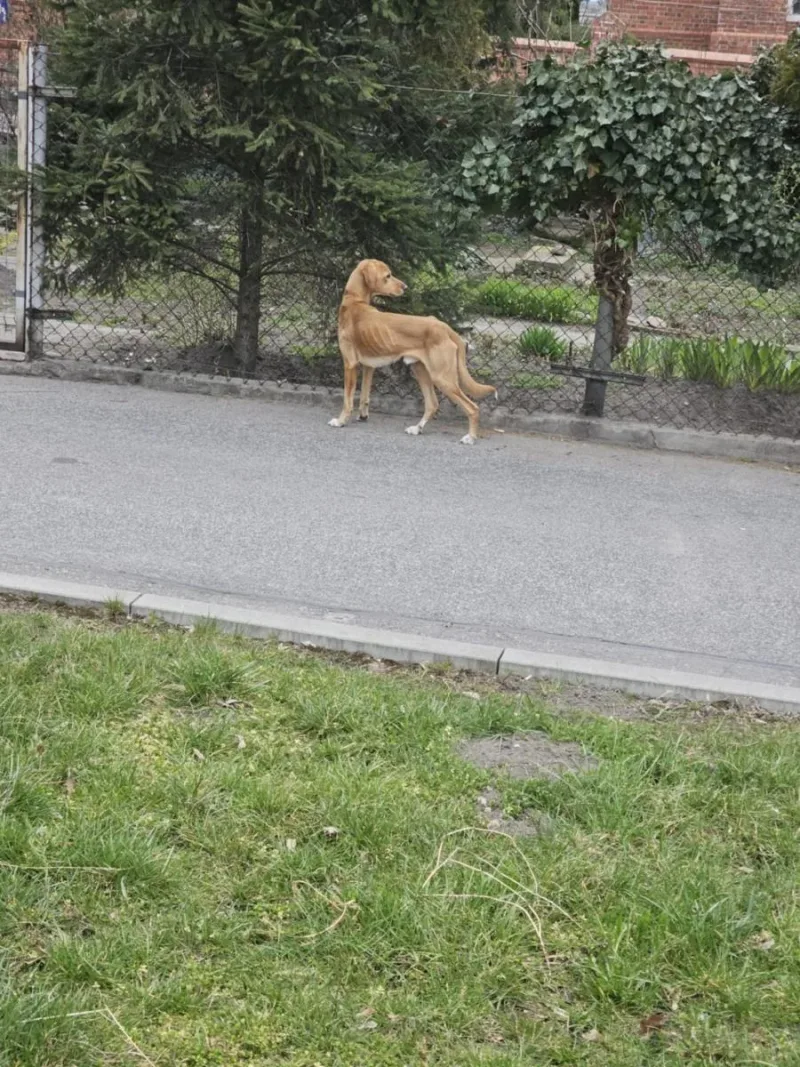 Interwencja w sprawie psów w trudnej sytuacji