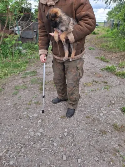 Interwencja na posesji w Radziejowie w sprawie psów