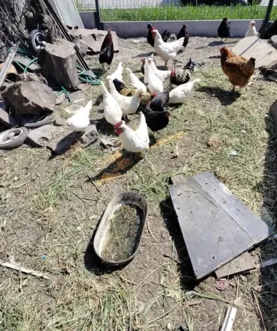 Interwencja inspektorów TOZ w sprawie kur