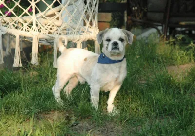 Interwencja w sprawie zaniedbanego psa rasy Shih Tzu