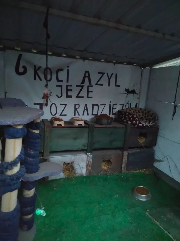 Kocie azyle gotowe na jesień i zimę
