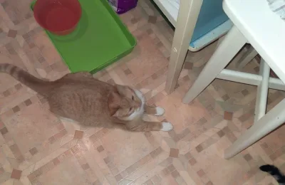 Rudasek znalazł swój nowy dom