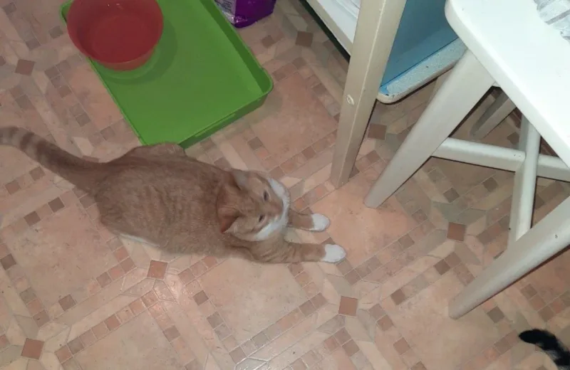 Rudasek znalazł swój nowy dom