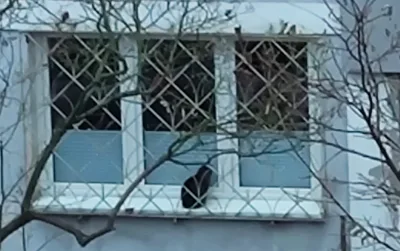 Interwencja w sprawie zaniedbanego kota po starszej kobiecie