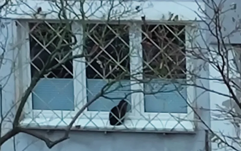 Interwencja w sprawie zaniedbanego kota po starszej kobiecie