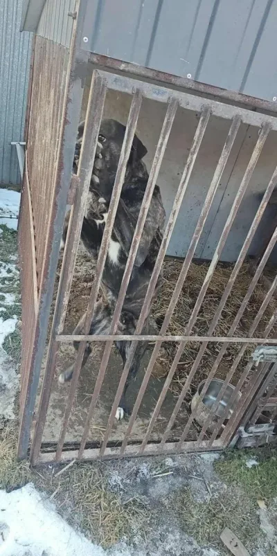 Interwencje TOZ w Bytomiu i okolicach