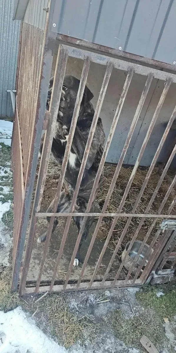 Interwencje TOZ w Bytomiu i okolicach