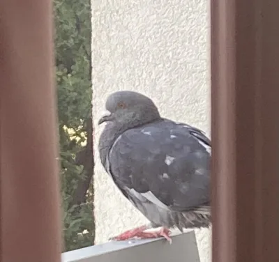 Apel o pomoc ptakom w czasie mrozów