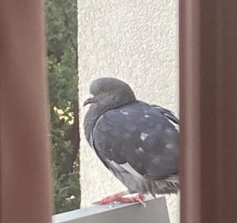 Apel o pomoc ptakom w czasie mrozów