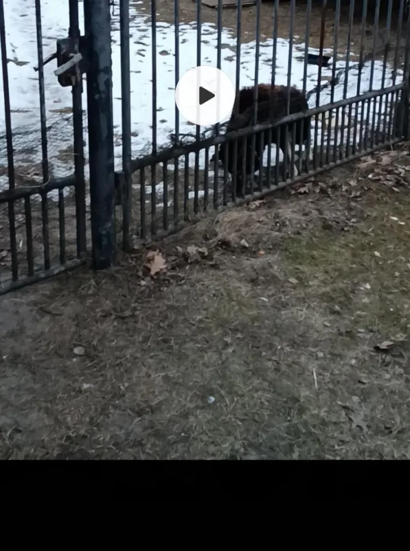 Interwencja w sprawie psa Morusa
