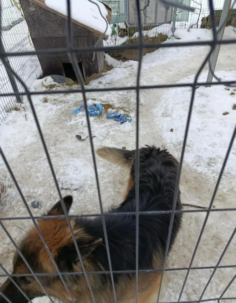 Interwencja w sprawie psa w okolicach Białej Podlaskiej
