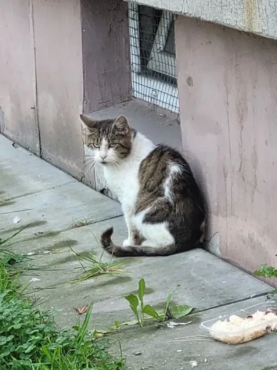 Dlaczego warto karmić bezdomne koty