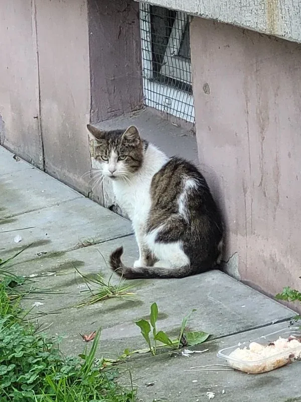 Dlaczego warto karmić bezdomne koty