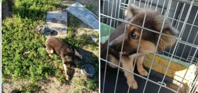 Szczęśliwe zakończenie dla szczeniaka z łańcucha
